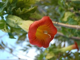 Datura suaveolens